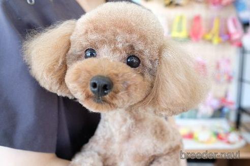 販売中のトイプードルの親犬