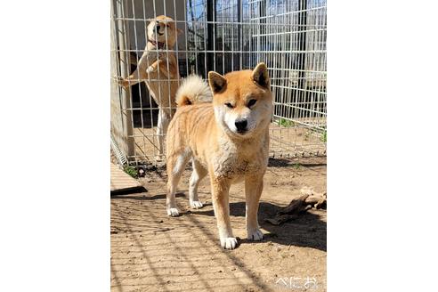 販売中の柴犬の親犬