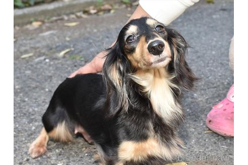 販売中のミニチュアダックスフンド(ロングヘアード)の親犬