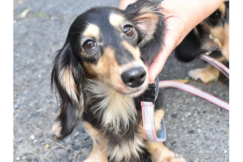 販売中のミニチュアダックスフンド(ロングヘアード)の親犬