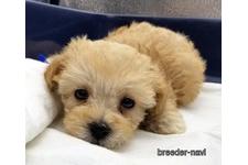 ♀︎マルプー:マルチーズ×トイプードル