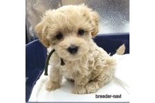 ♀︎マルプー:マルチーズ×トイプードル