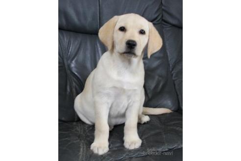 千葉県でラブラドールレトリーバーの子犬を探す ブリーダーナビ