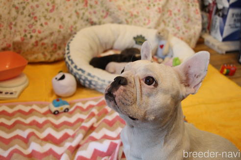 販売中のフレンチブルドッグの親犬