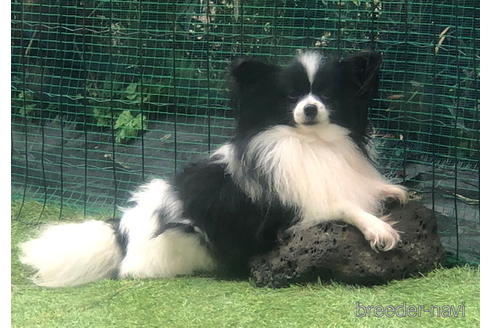 販売中のパピヨンの親犬