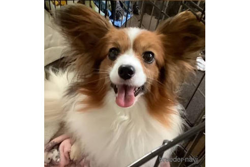 販売中のパピヨンの親犬