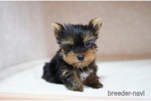 ヨークシャーテリアの子犬を探す ブリーダーナビ