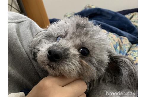 販売中のタイニープードルの親犬