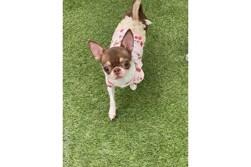 販売中のチワワ(スムースコート)の親犬