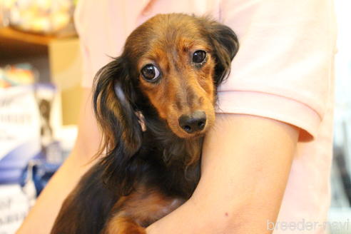 販売中のカニンヘンダックスフンド(ロングヘアード)の親犬