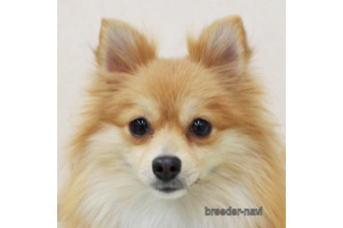 販売中のポメラニアンの親犬