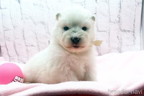 サモエドの子犬を探す ブリーダーナビ