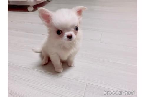 ホワイト 白 のチワワの子犬を探す ブリーダーナビ ホワイト 白 のチワワの子犬を探す ブリーダーナビ