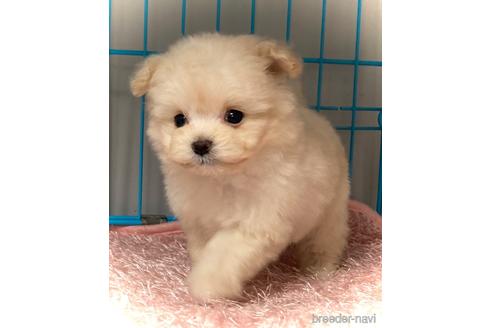 鹿児島県のミックス ポメプー ポメラニアン トイプードル 女の子 21 08 28生まれ クリーム 子犬id 1507 ブリーダーナビ
