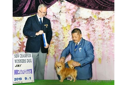 販売中のチワワ(ロングコート)の親犬