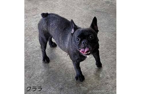 販売中のフレンチブルドッグの親犬