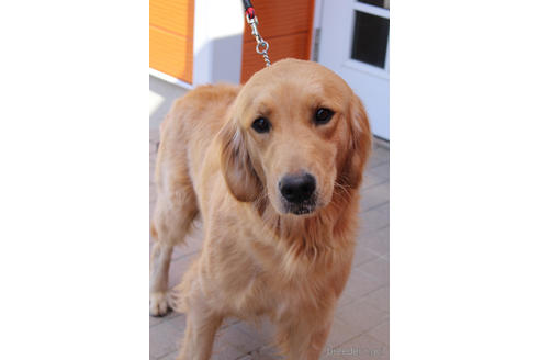 販売中のゴールデンレトリーバーの親犬
