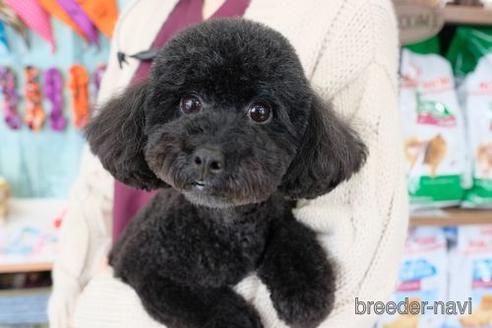 販売中のトイプードルの親犬