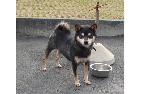 奥田鋭雄ブリーダーの詳細