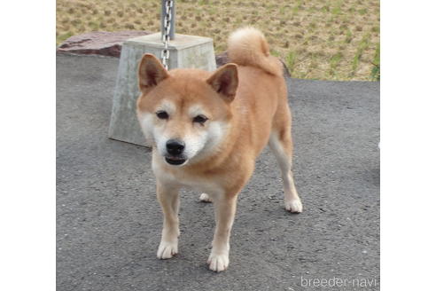 奥田鋭雄ブリーダーの詳細