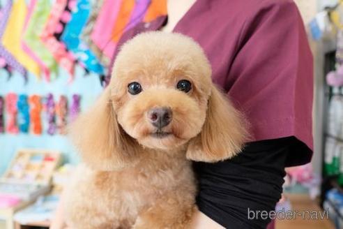 販売中のトイプードルの親犬