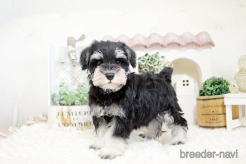 ブラック シルバーのミニチュアシュナウザーの子犬を探す ブリーダーナビ