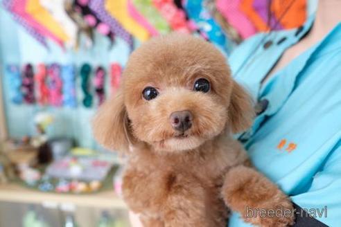 販売中のトイプードルの親犬