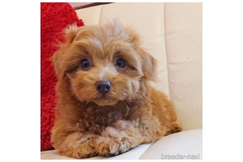 福井県でミックス犬の子犬を探す ブリーダーナビ 福井県でミックス犬の子犬を探す ブリーダーナビ