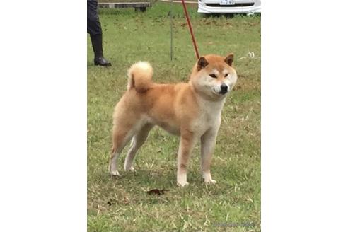 販売中の柴犬の親犬