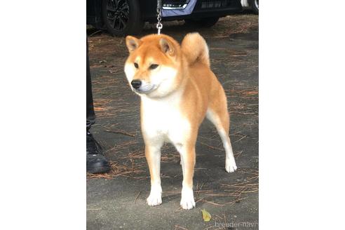 販売中の柴犬の親犬