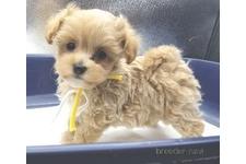 ♀︎マルプー:マルチーズ×トイプードル