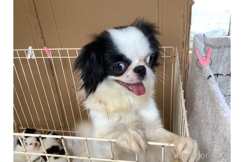 販売中の狆 (チン)の親犬