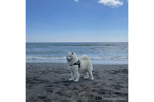 一町田俊之ブリーダーの詳細