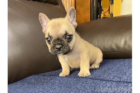 三重県のフレンチブルドッグ 男の子 21 09 13生まれ 小振なフォーン君です 子犬id ブリーダーナビ 三重県のフレンチブルドッグ 男の子 21 09 13生まれ 小振なフォーン君です 子犬id ブリーダーナビ