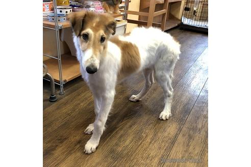 ボルゾイの子犬を探す ブリーダーナビ