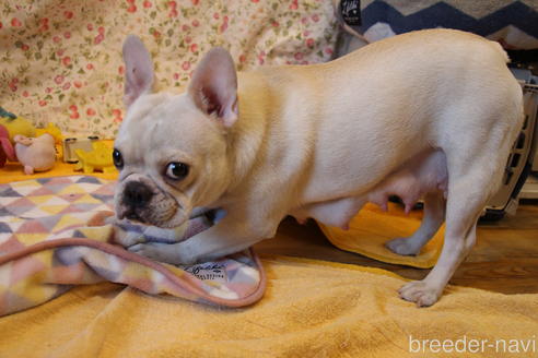 販売中のフレンチブルドッグの親犬