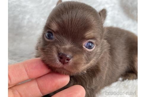 京都府のロングコートチワワ 男の子 21 10 06生まれ 人気な毛色の可愛い男の子 子犬id ブリーダーナビ 京都府のロングコートチワワ 男の子 21 10 06生まれ 人気な毛色の可愛い男の子 子犬id ブリーダーナビ