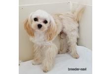 ♀︎マルプー:マルチーズ×トイプードル