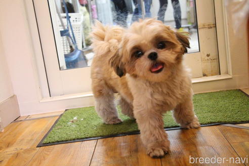 販売中のシーズーの親犬