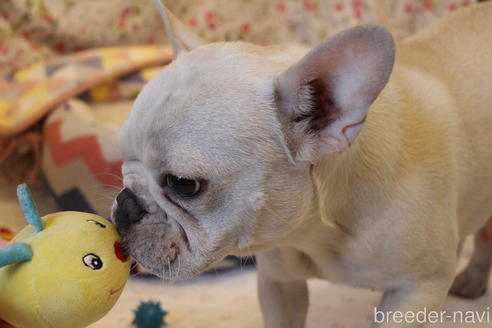 販売中のフレンチブルドッグの親犬