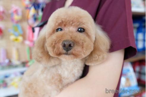 販売中のトイプードルの親犬