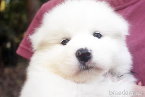 サモエドの子犬を探す ブリーダーナビ