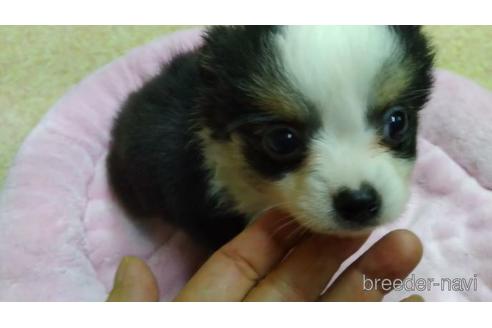 鹿児島県でチワワの子犬を探す ブリーダーナビ