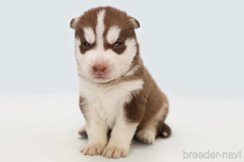 神奈川県のシベリアンハスキー 男の子 21 10 21生まれ チョコレート ホワイト 子犬id ブリーダーナビ