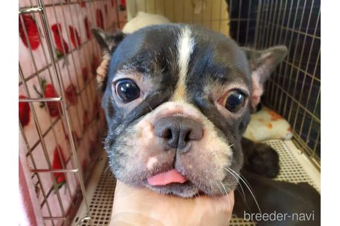 販売中のフレンチブルドッグの親犬