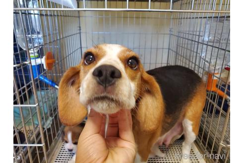 販売中のビーグルの親犬