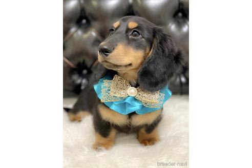 ミニチュアダックスフンドの子犬を探す ブリーダーナビ ミニチュアダックスフンドの子犬を探す ブリーダーナビ