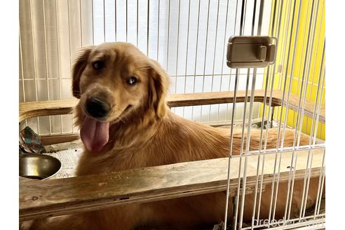 販売中のゴールデンレトリーバーの親犬