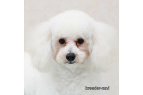 販売中のトイプードルの親犬