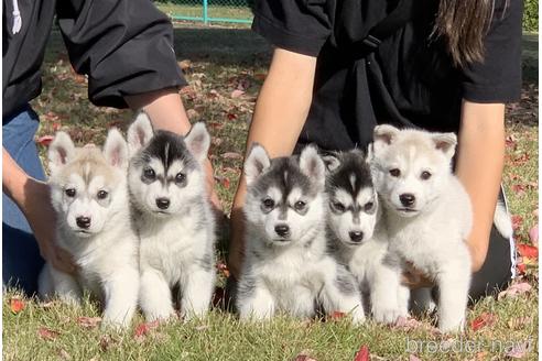 シベリアンハスキーの子犬を探す ブリーダーナビ